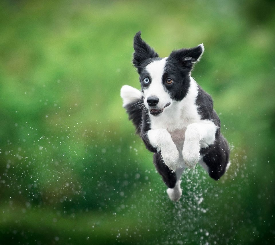 Обои собака, прыжок, друг, dog, jump, each разрешение 2048x1368 Загрузить