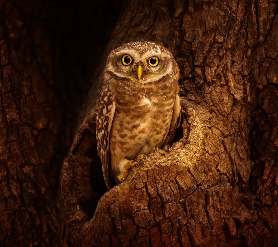 Обои сова, дерево, взгляд, птица, кора, дупло, сыч, owl, tree, look, bird, bark, the hollow разрешение 2000x1125 Загрузить