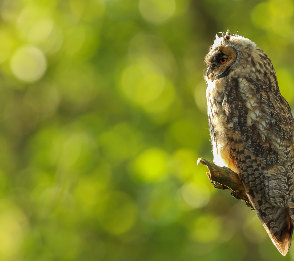 Обои сова, профиль, птица, сук, боке, owl, profile, bird, bitches, bokeh разрешение 5991x4266 Загрузить