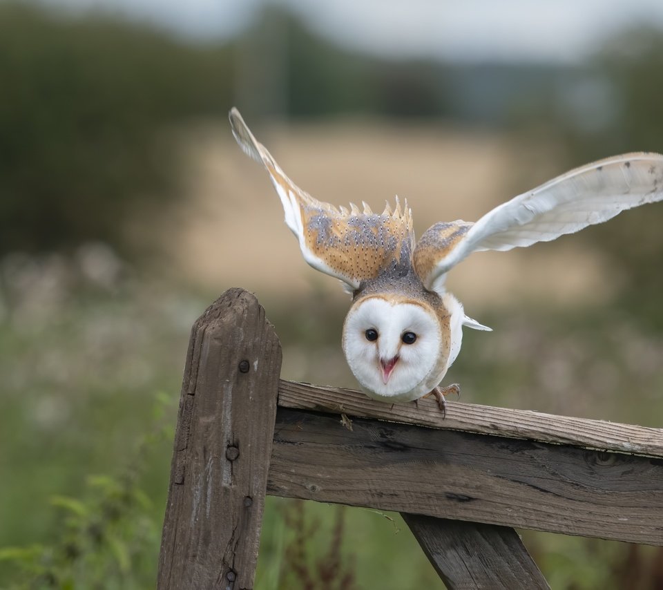 Обои сова, взгляд, забор, доски, птица, сипуха, взмах крыльев, owl, look, the fence, board, bird, the barn owl, flap разрешение 4950x3231 Загрузить