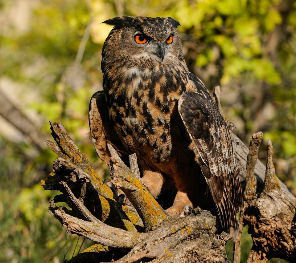 Обои свет, сова, птица, коряга, боке, филин, light, owl, bird, snag, bokeh разрешение 2048x1365 Загрузить