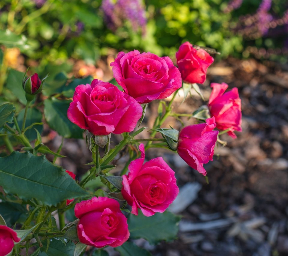 Обои ветка, розы, сад, розовые, яркие, боке, branch, roses, garden, pink, bright, bokeh разрешение 6000x4000 Загрузить