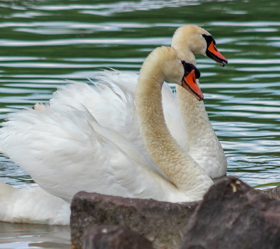 Обои водоем, пара, белые, лебеди, pond, pair, white, swans разрешение 2880x1620 Загрузить