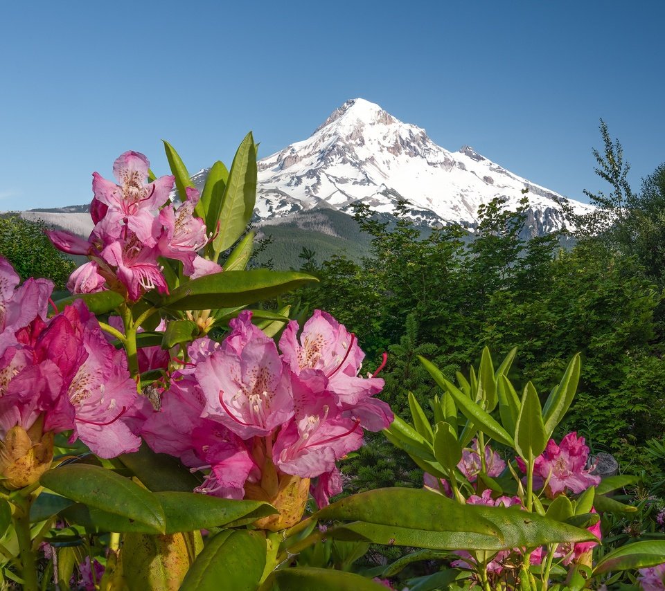 Обои цветы, горы, розовые, азалия, рододендроны, flowers, mountains, pink, azalea, rhododendrons разрешение 2048x1361 Загрузить