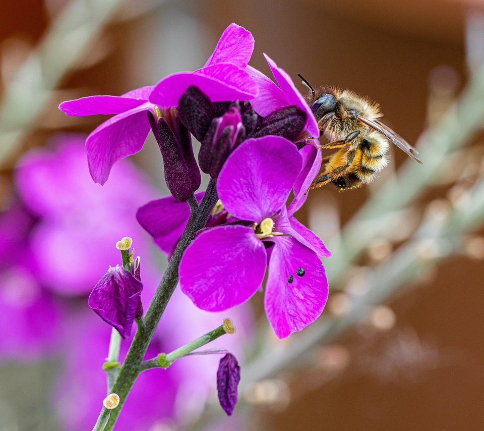 Обои цветы, пчела, flowers, bee разрешение 2880x1920 Загрузить