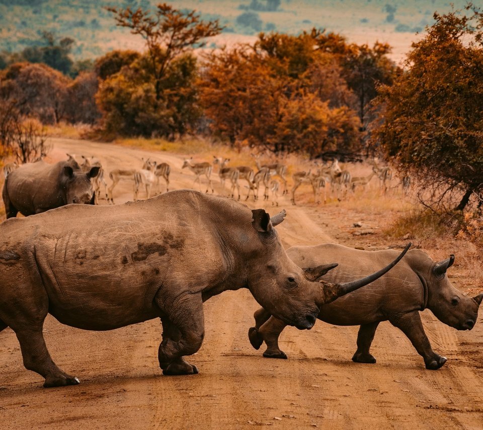 Обои дорога, природа, осень, африка, прогулка, носороги, road, nature, autumn, africa, walk, rhinos разрешение 2880x2050 Загрузить