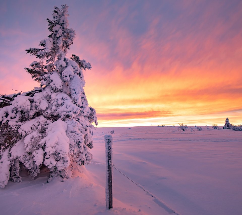 Обои елка, закат, зима, tree, sunset, winter разрешение 7120x4387 Загрузить