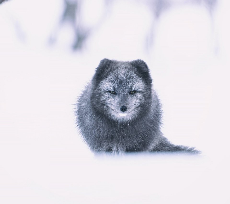 Обои морда, снег, зима, взгляд, песец, face, snow, winter, look, fox разрешение 2560x1440 Загрузить