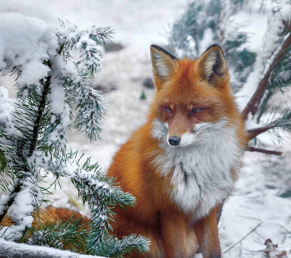 Обои снег, природа, хвоя, зима, ветки, лиса, лисица, животное, snow, nature, needles, winter, branches, fox, animal разрешение 2150x1586 Загрузить