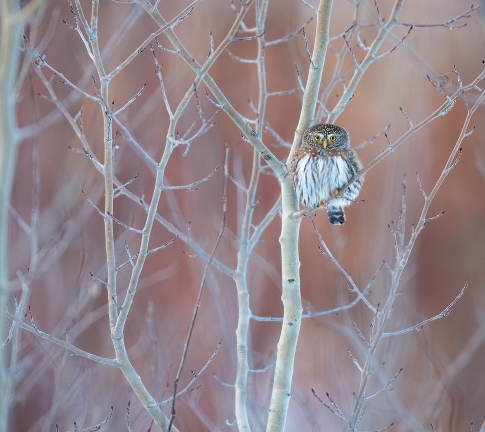 Обои сова, дерево, ветки, птица, сыч, owl, tree, branches, bird разрешение 2400x1600 Загрузить