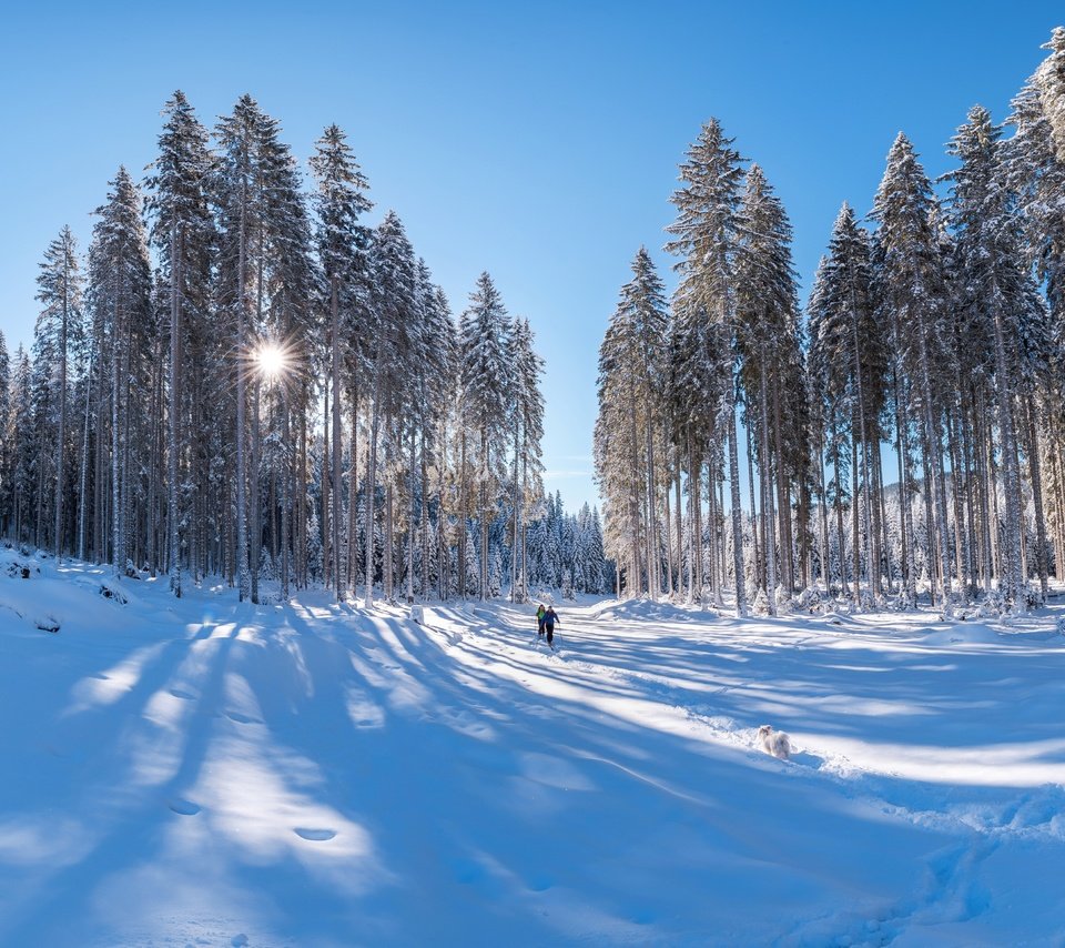 Обои свет, сосны, снег, синева, лес, сугробы, зима, тени, лучи, лыжники, люди, лыжня, иней, собака, light, pine, snow, blue, forest, the snow, winter, shadows, rays, skiers, people, trails, frost, dog разрешение 6876x4686 Загрузить