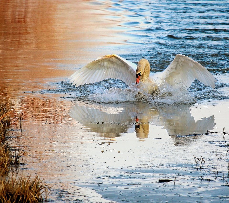 Обои вода, плавание, природа, лебедь, берег, взмах крыльев, отражение, белый, водоем, брызги, птица, water, swimming, nature, swan, shore, flap, reflection, white, pond, squirt, bird разрешение 2880x1620 Загрузить