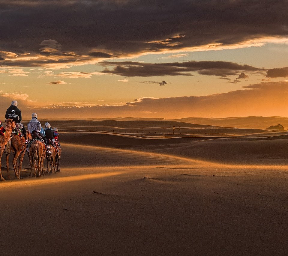 Обои закат, песок, панорама, австралия, дюны, караван, верблюды, новый южный уэльс, sunset, sand, panorama, australia, dunes, caravan, camels, new south wales разрешение 5000x1251 Загрузить