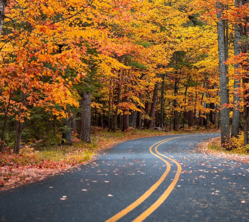 Обои дорога, лес, листья, пейзаж, осень, road, forest, leaves, landscape, autumn разрешение 3840x2716 Загрузить