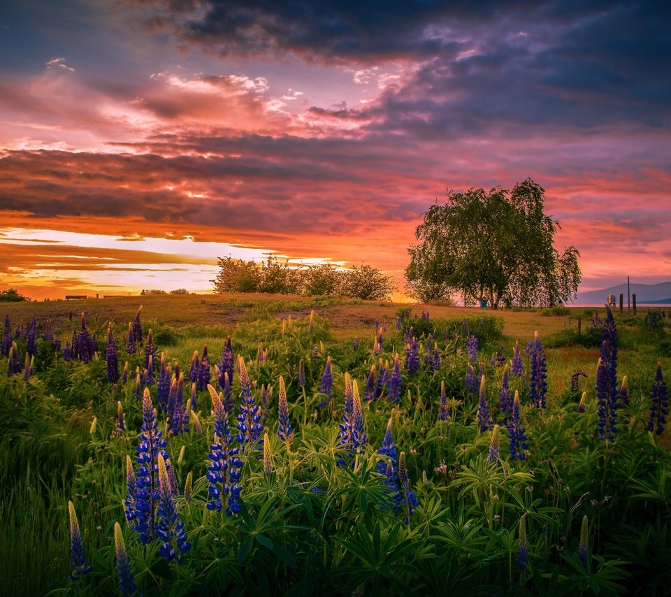 Обои цветы, закат, лето, люпины, flowers, sunset, summer, lupins разрешение 6143x3912 Загрузить