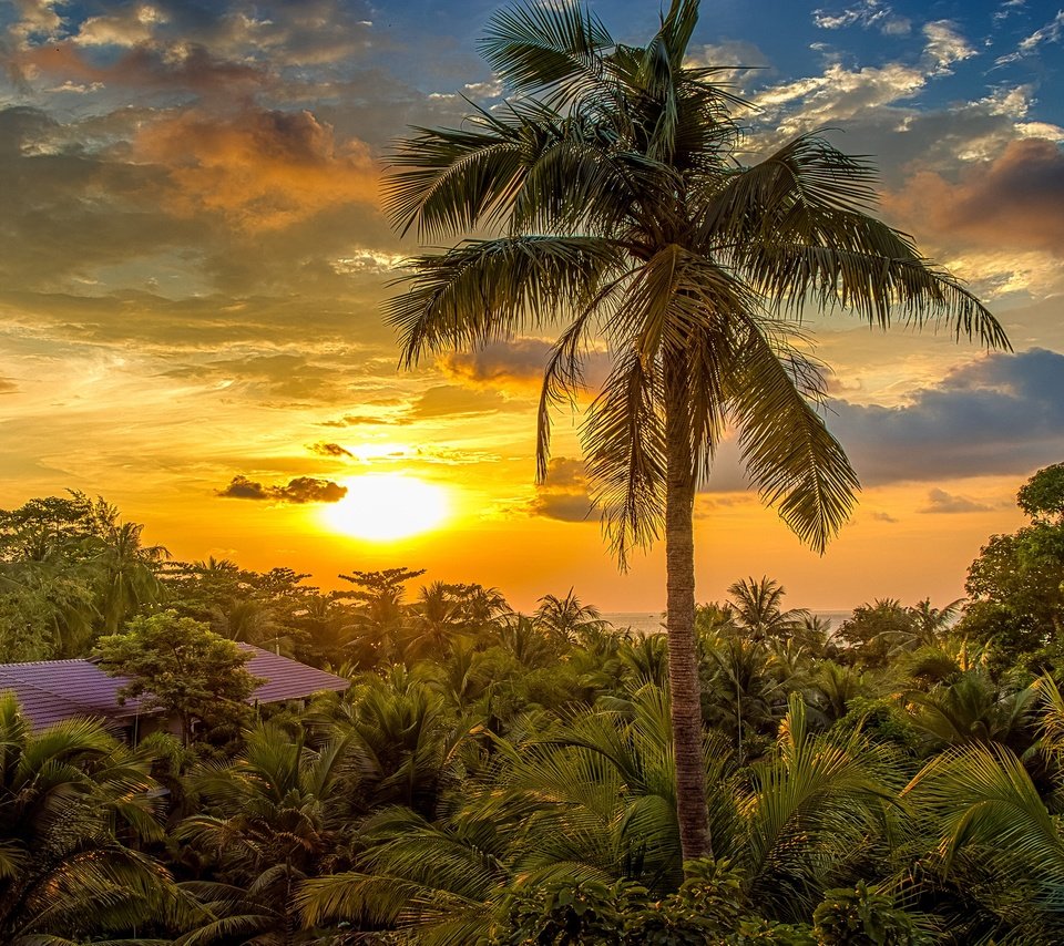 Обои солнце, пальма, курорт, the sun, palma, resort разрешение 3840x2160 Загрузить