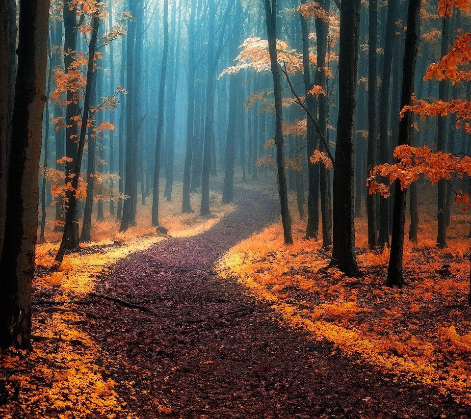 Обои деревья, природа, лес, туман, осень, тропинка, trees, nature, forest, fog, autumn, path разрешение 1920x1275 Загрузить