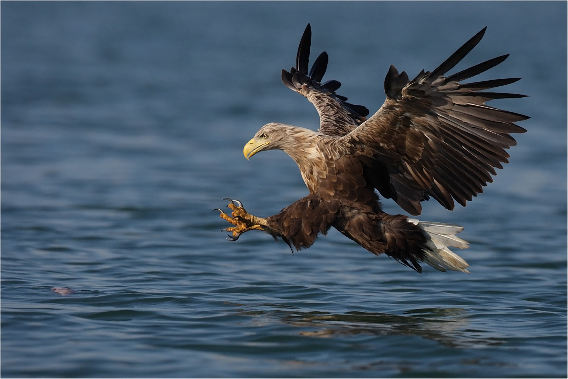 Обои вода, полет, крылья, орел, птица, взмах, water, flight, wings, eagle, bird, stroke разрешение 1920x1281 Загрузить