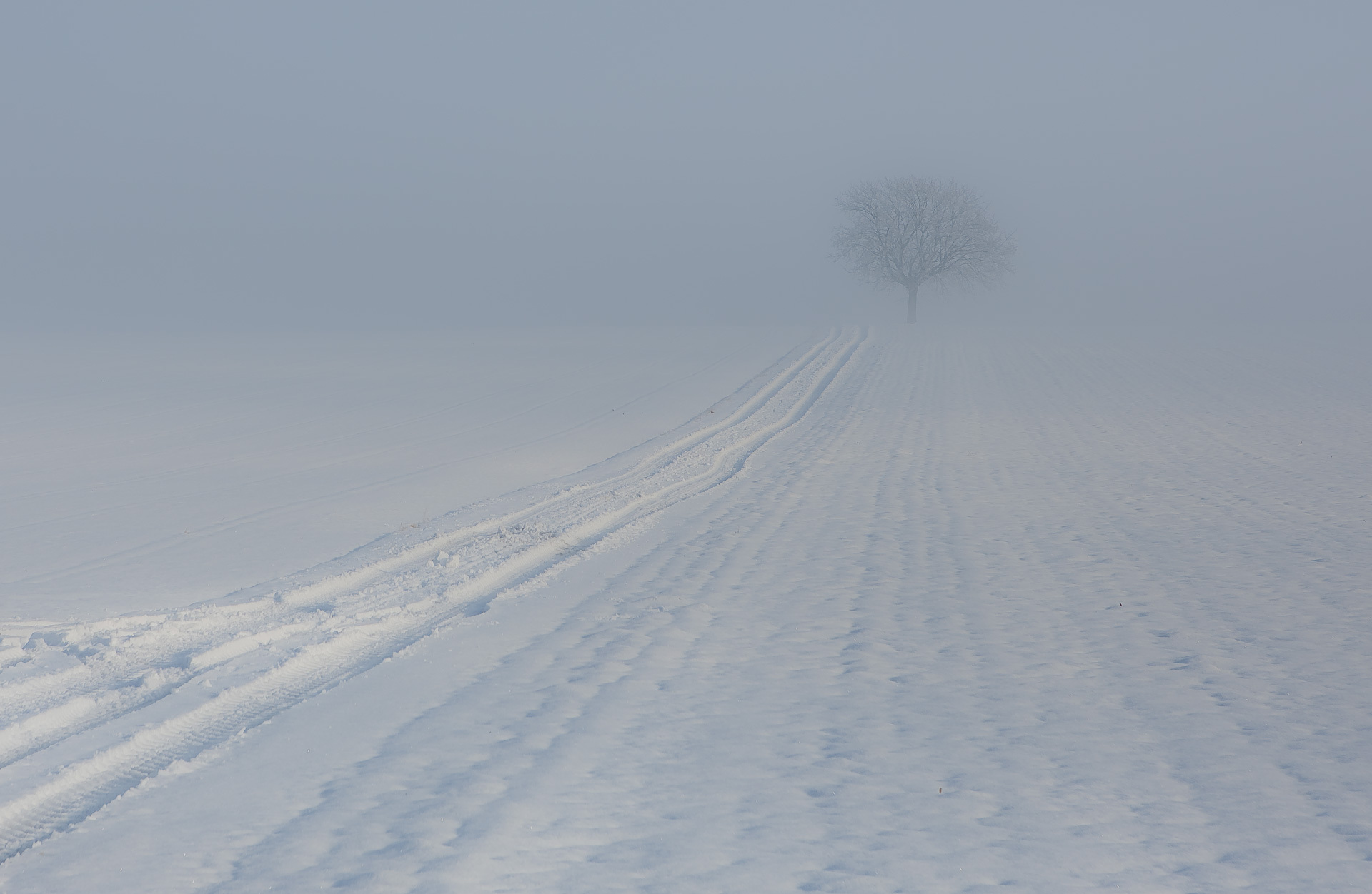 Обои дерево, зима, туман, след, tree, winter, fog, trail разрешение 1920x1252 Загрузить