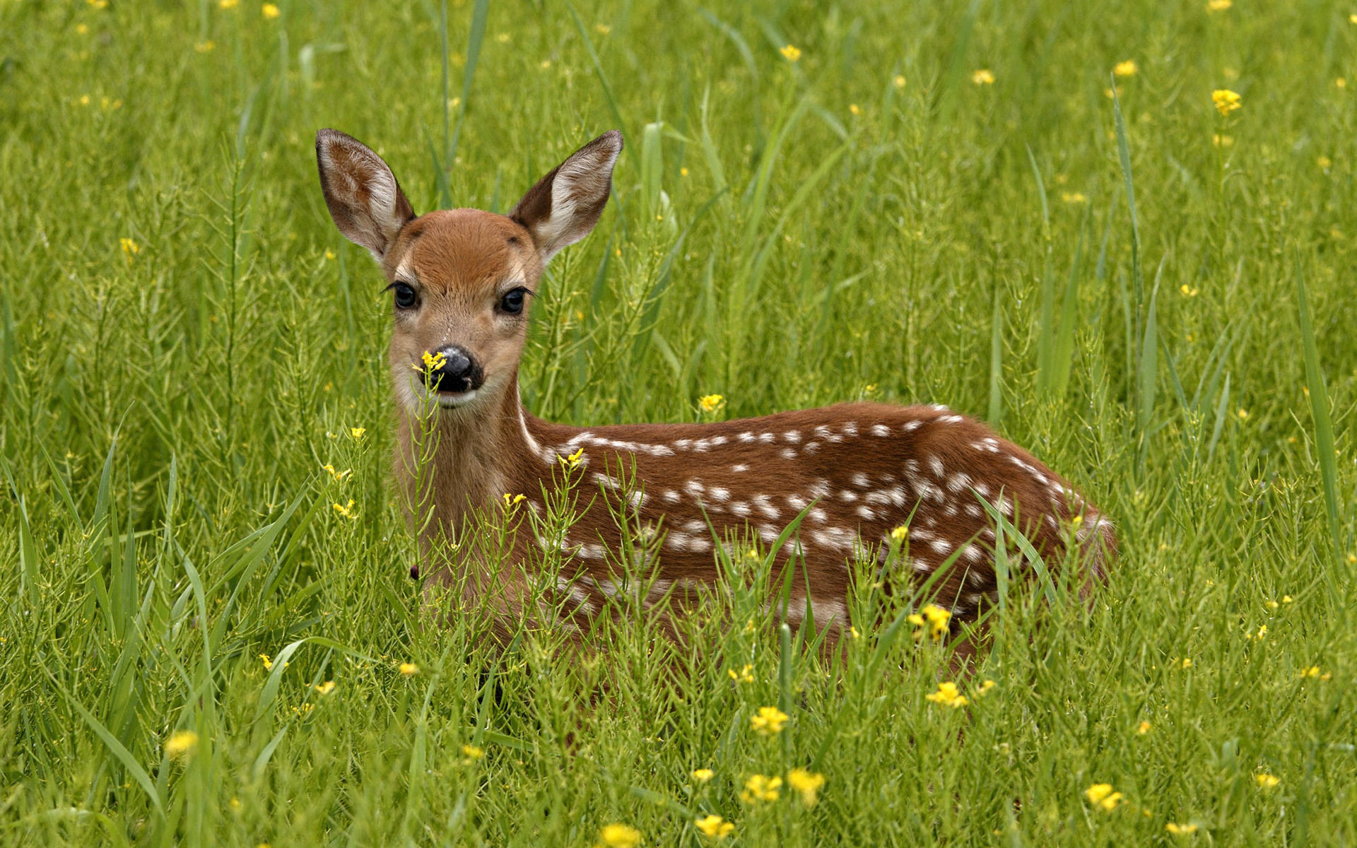 Обои трава, зелень, олень, взгляд, grass, greens, deer, look разрешение 1920x1200 Загрузить