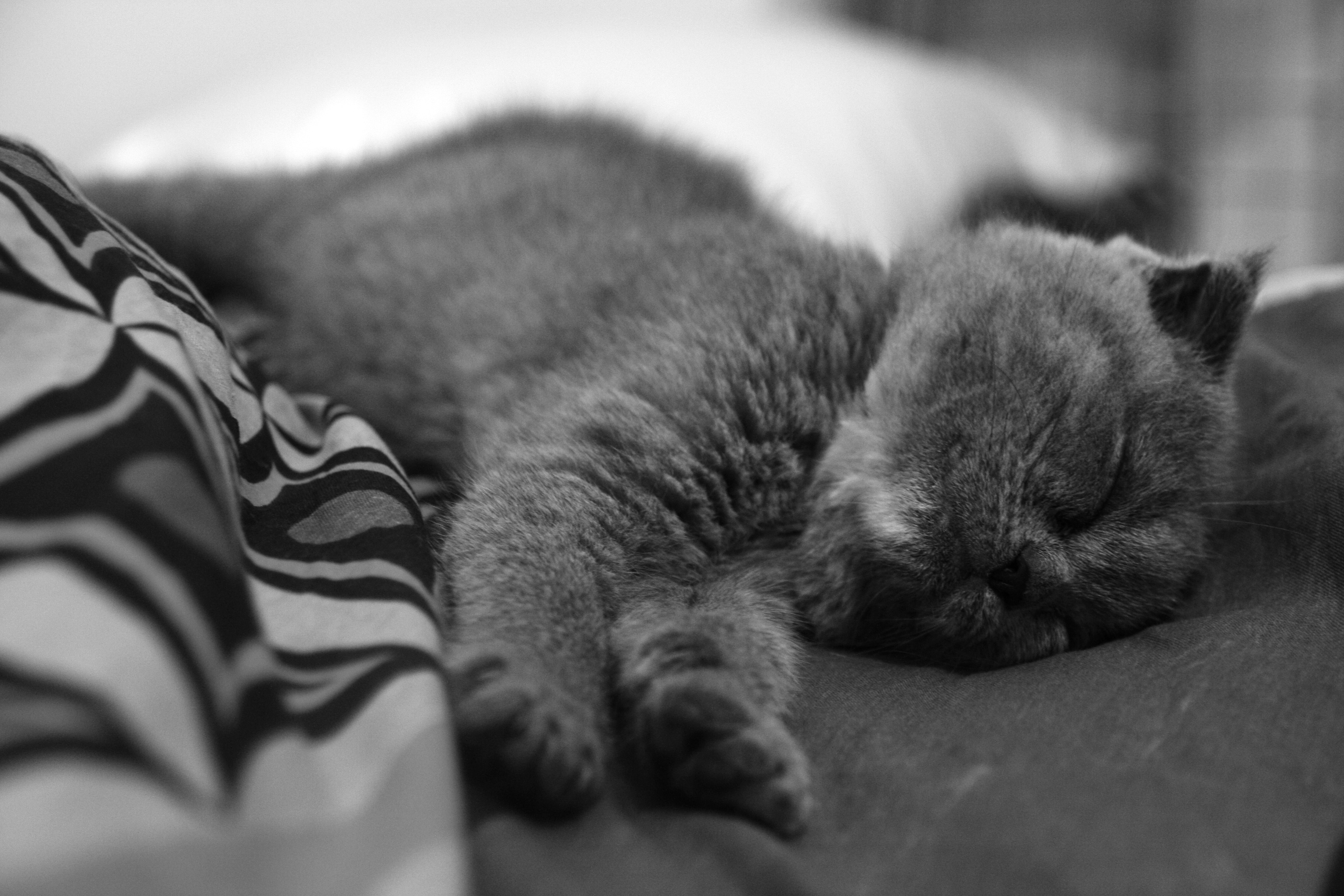 Обои чёрно-белое, котенок, спит, нос, black and white, kitty, sleeping, nose разрешение 3888x2592 Загрузить