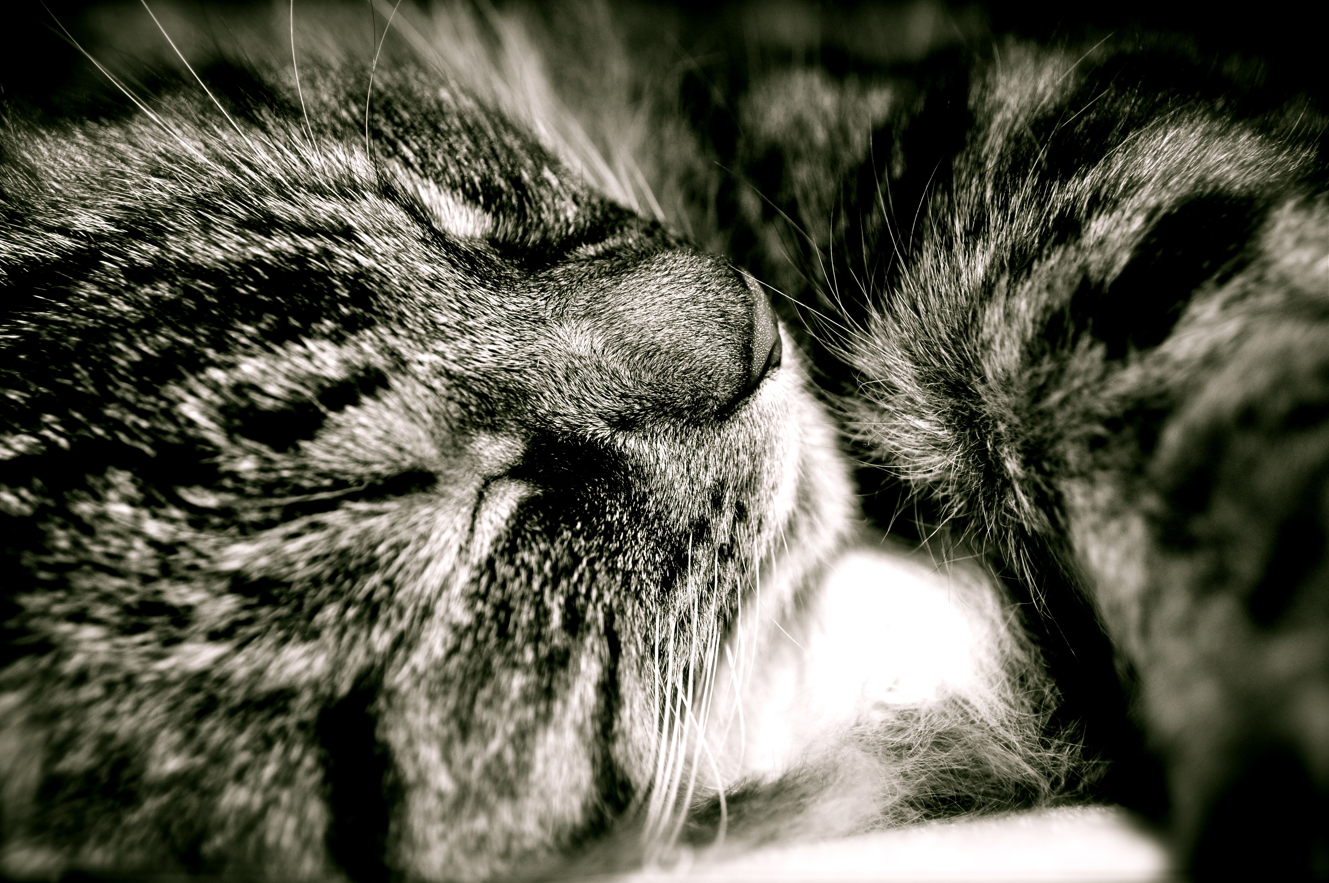 Обои кот, пушистый, сладкий сон, cat, fluffy, sweet dream разрешение 4288x2848 Загрузить