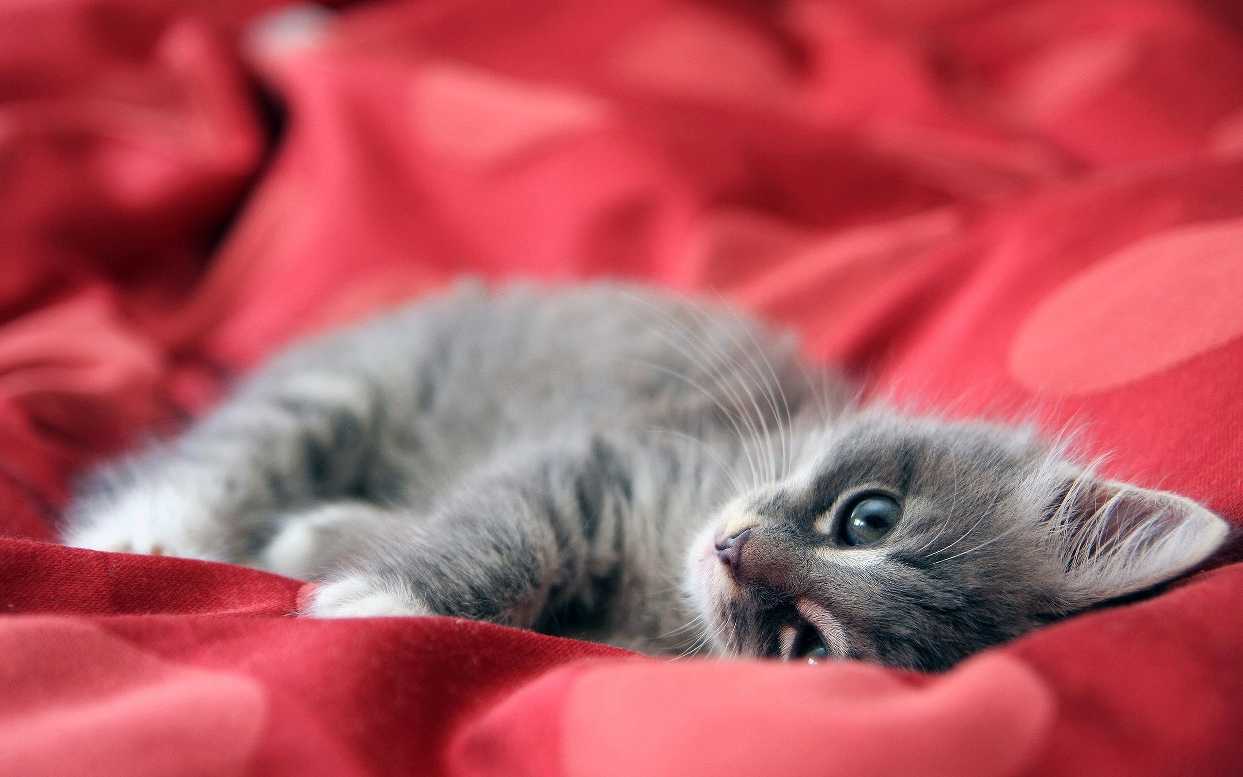 Обои котенок, красный, одеяло, kitty, red, blanket разрешение 2560x1600 Загрузить