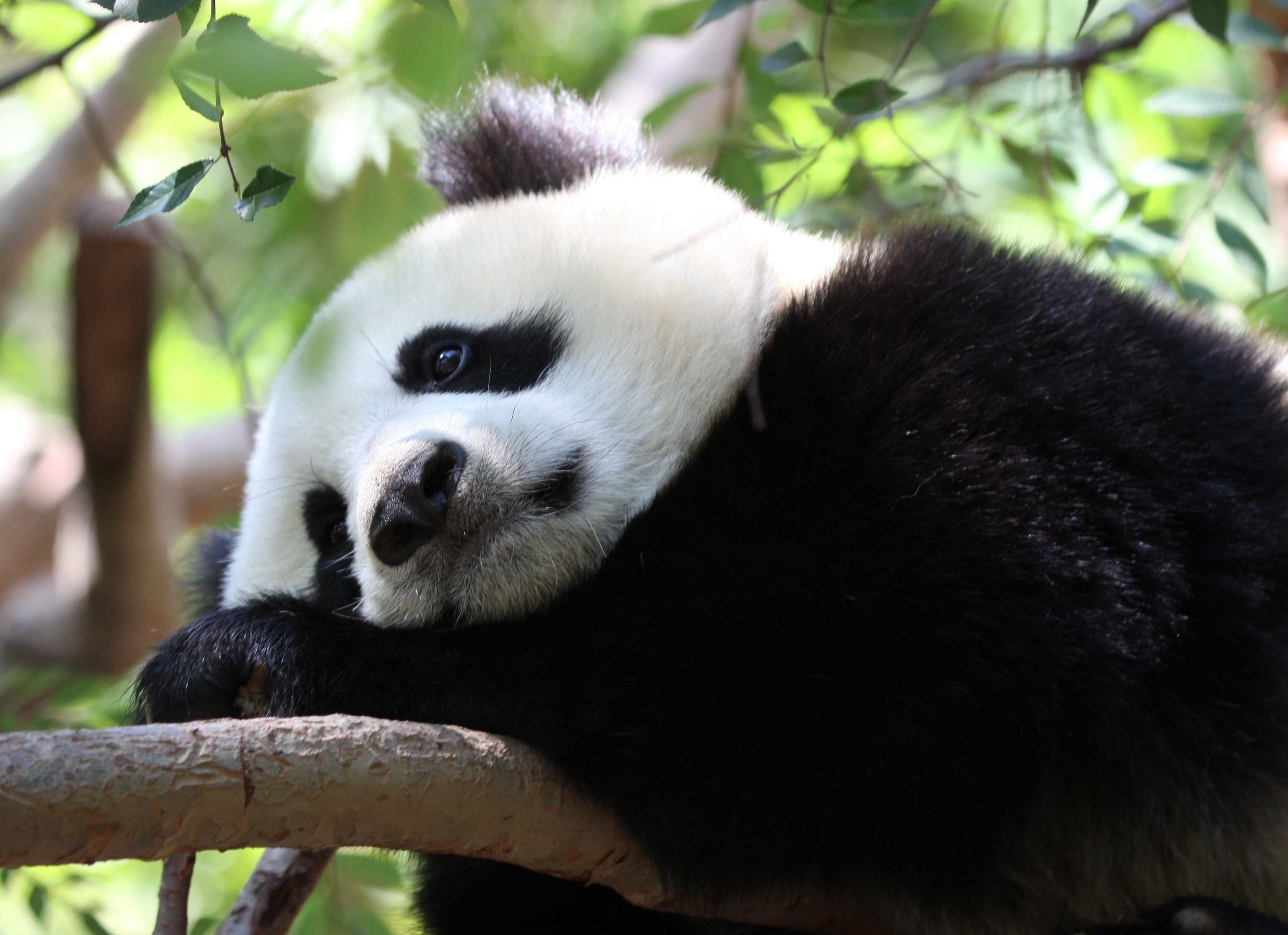Обои панда, задумалась, грустная, бамбуковый медведь, большая панда, panda, thought, sad, bamboo bear, the giant panda разрешение 3570x2592 Загрузить