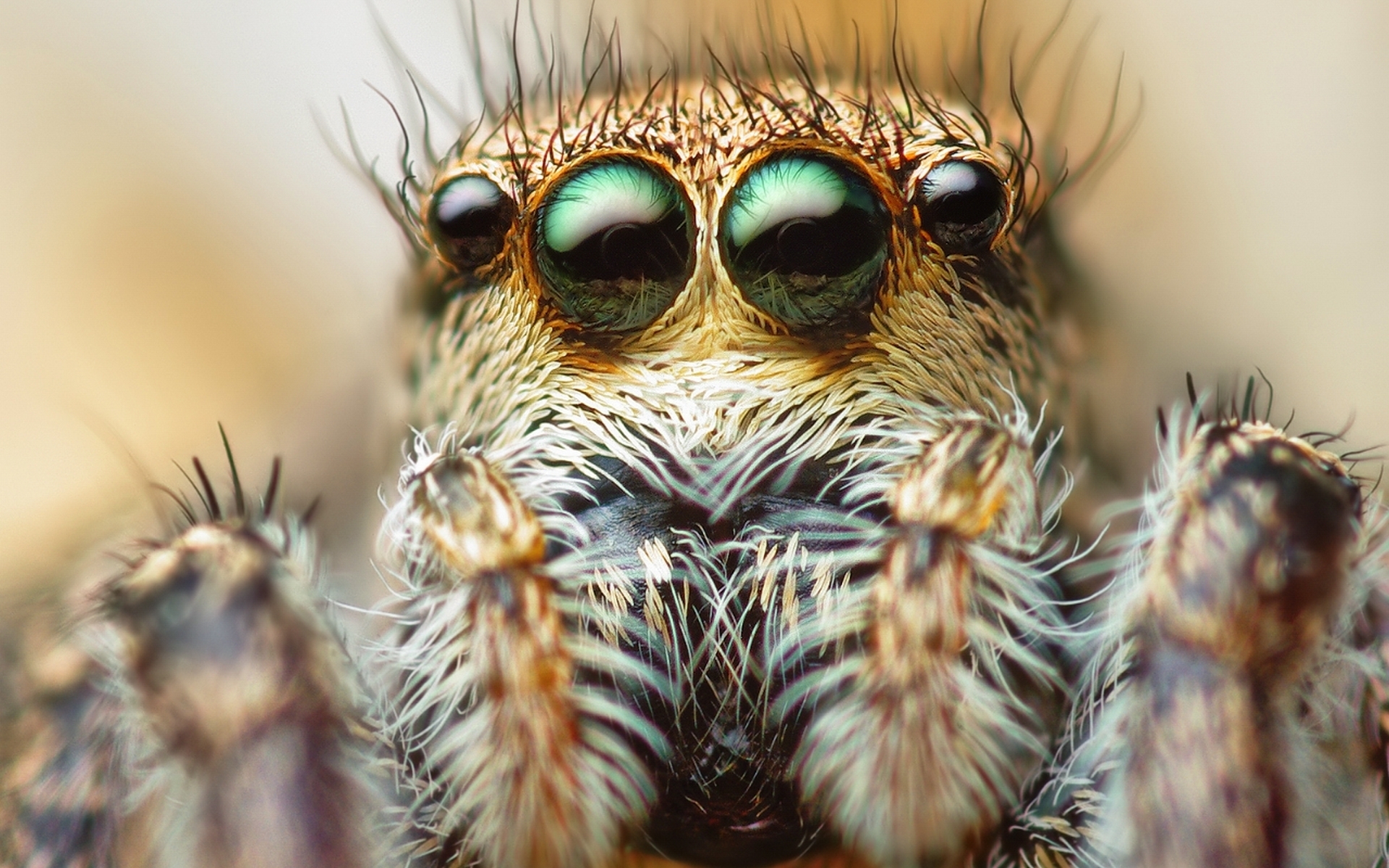 Обои глаза, макро, паук, волоски, паук-скакунчик, джампер, eyes, macro, spider, hairs, spider-skakuny, jumper разрешение 1920x1200 Загрузить