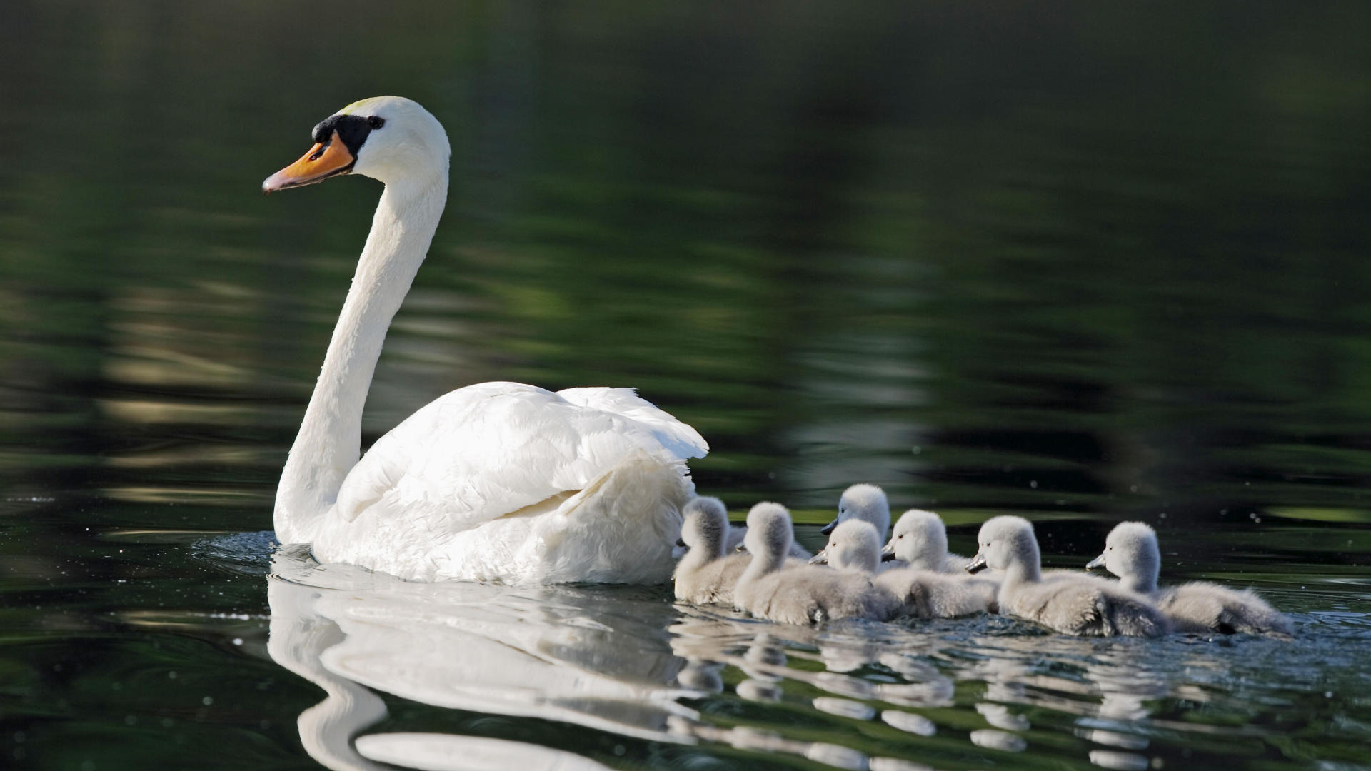 Обои пруд, мама, семь, лебеди, детишек, pond, mom, seven, swans, kids разрешение 1920x1080 Загрузить