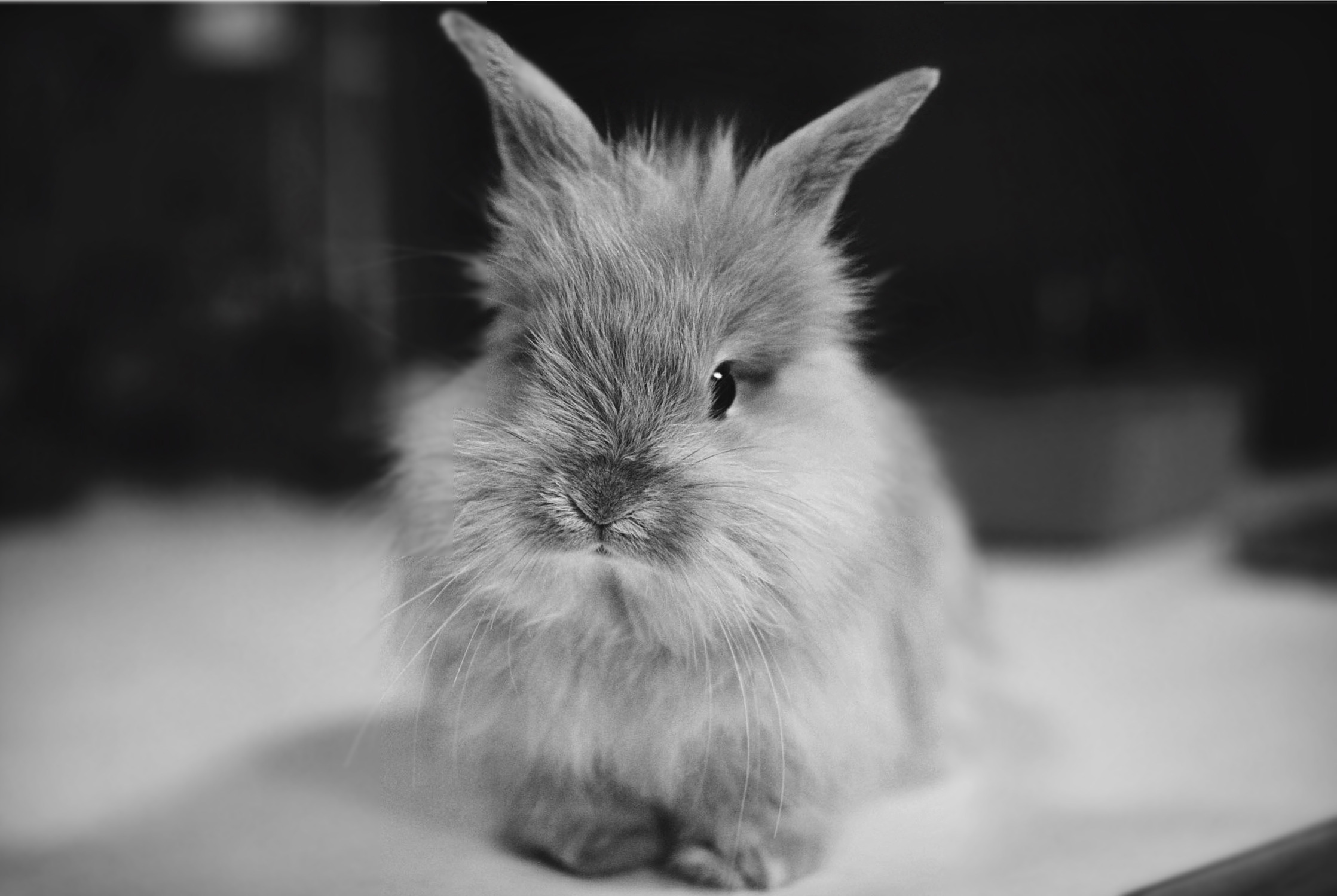 Обои чёрно-белое, кролик, животное, уши, black and white, rabbit, animal, ears разрешение 2237x1499 Загрузить