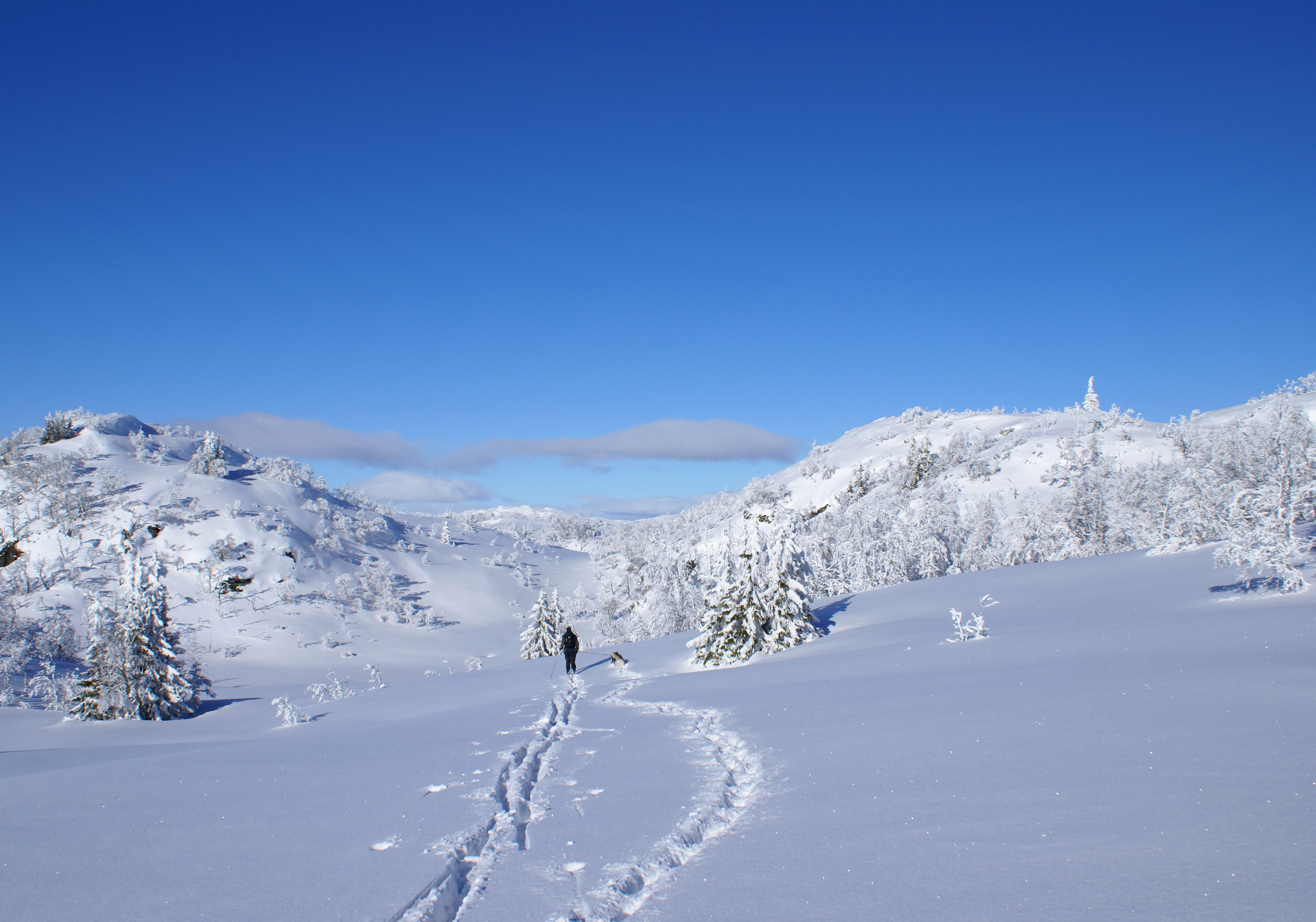 Обои солнце, снег, зима, собака, блеск, елочки, лыжник, the sun, snow, winter, dog, shine, christmas trees, skier разрешение 3592x2517 Загрузить