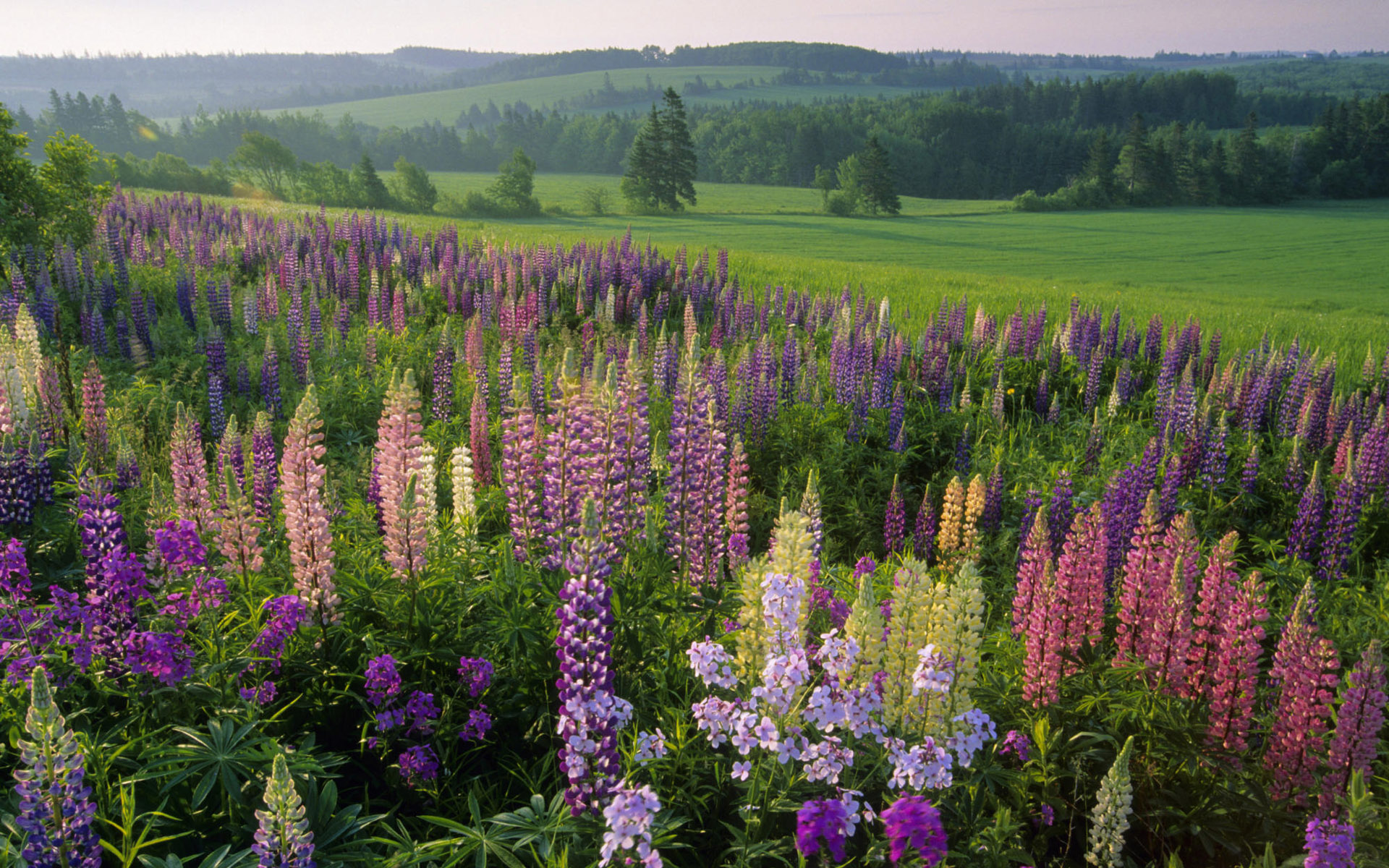 Обои цветы, трава, лес, поле, лето, луг, полевые, flowers, grass, forest, field, summer, meadow разрешение 1920x1200 Загрузить