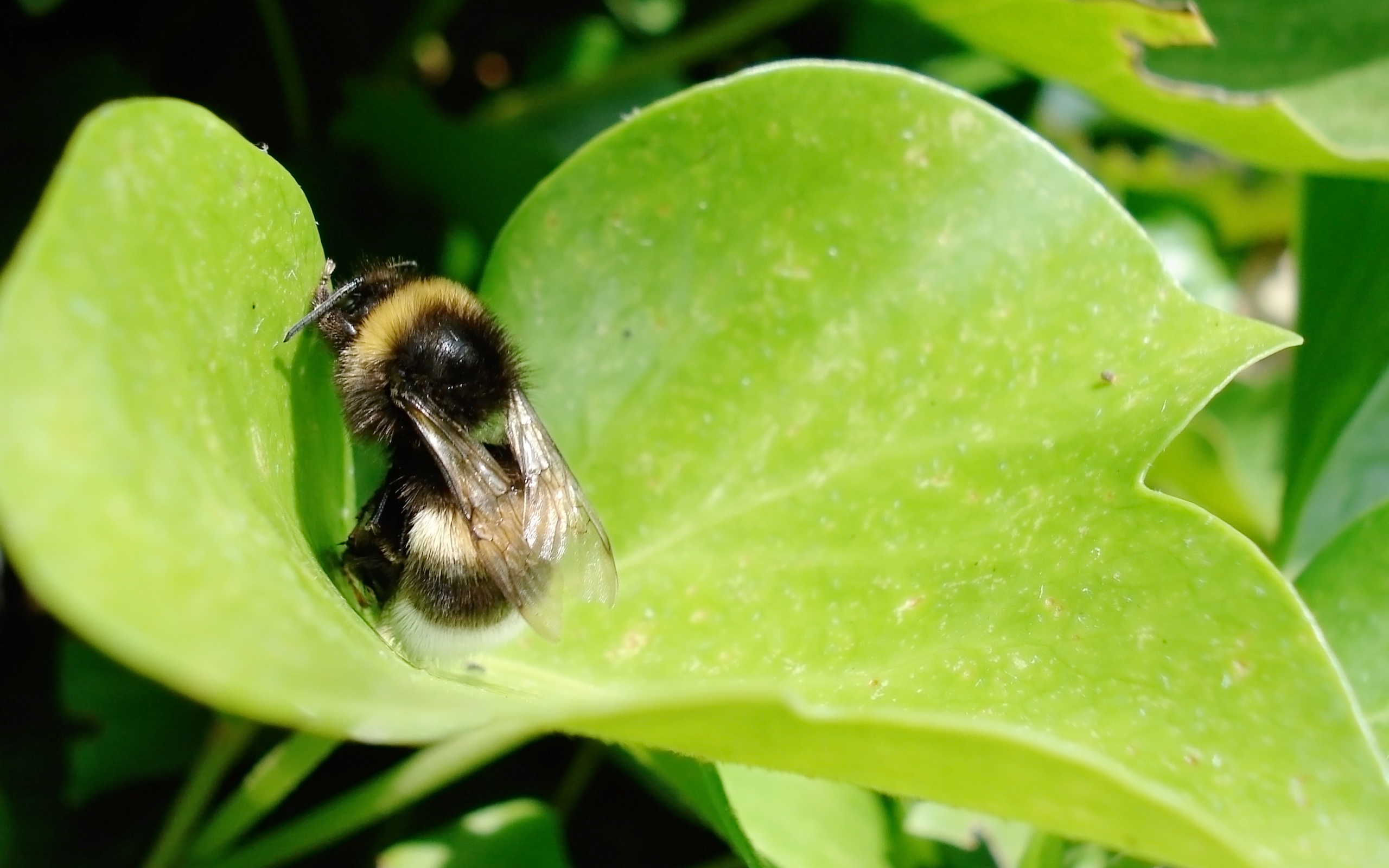 Обои трава, лист, насекомые, шмель, grass, sheet, insects, bumblebee разрешение 2560x1600 Загрузить