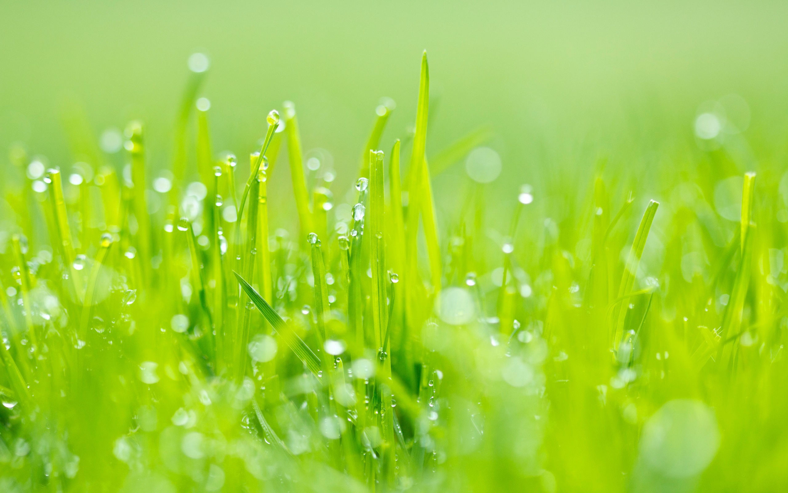 Обои трава, зелень, макро, роса, блики, grass, greens, macro, rosa, glare разрешение 2560x1600 Загрузить