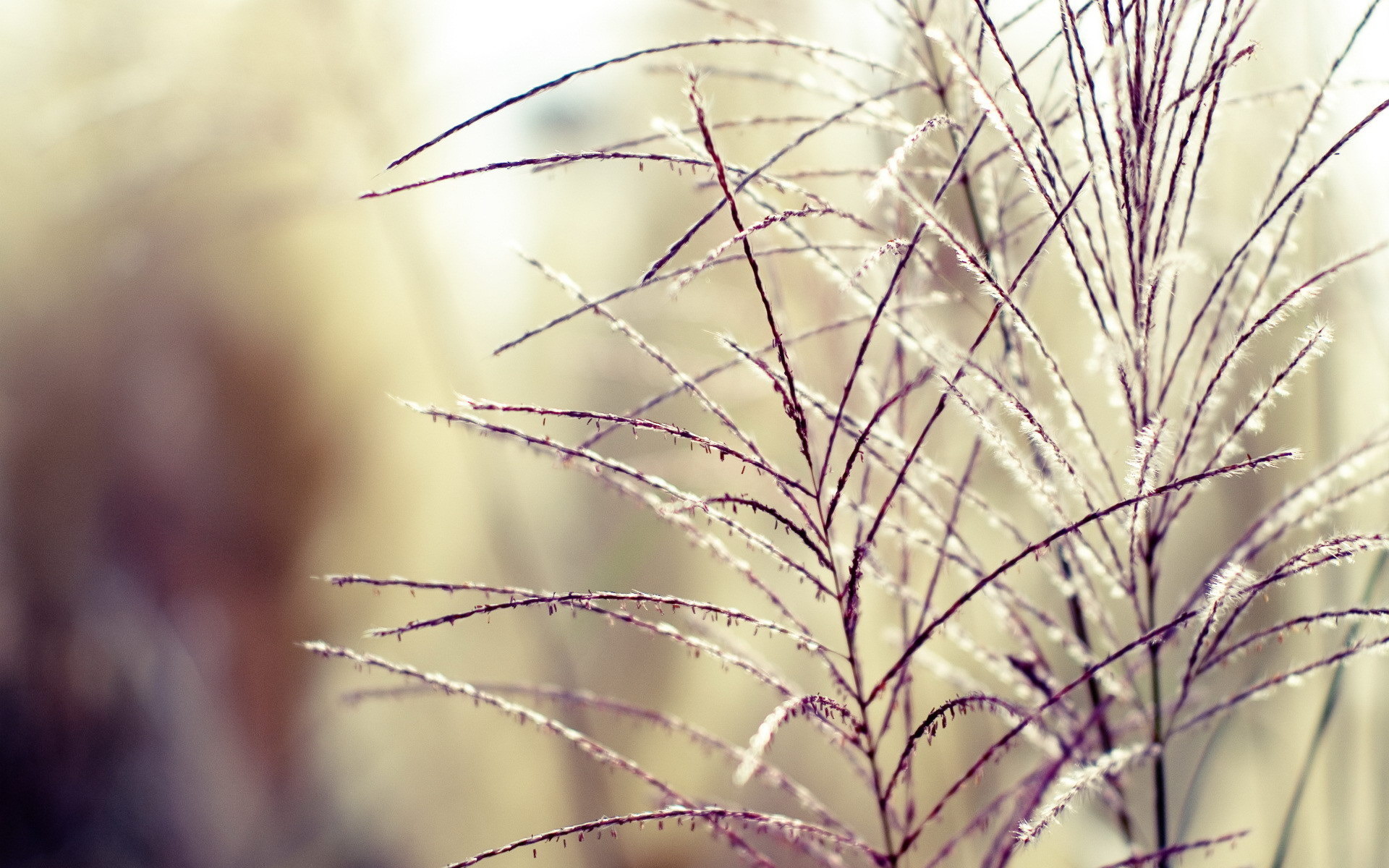 Обои трава, растения, фон, ветки, размытость, колоски, grass, plants, background, branches, blur, spikelets разрешение 1920x1200 Загрузить