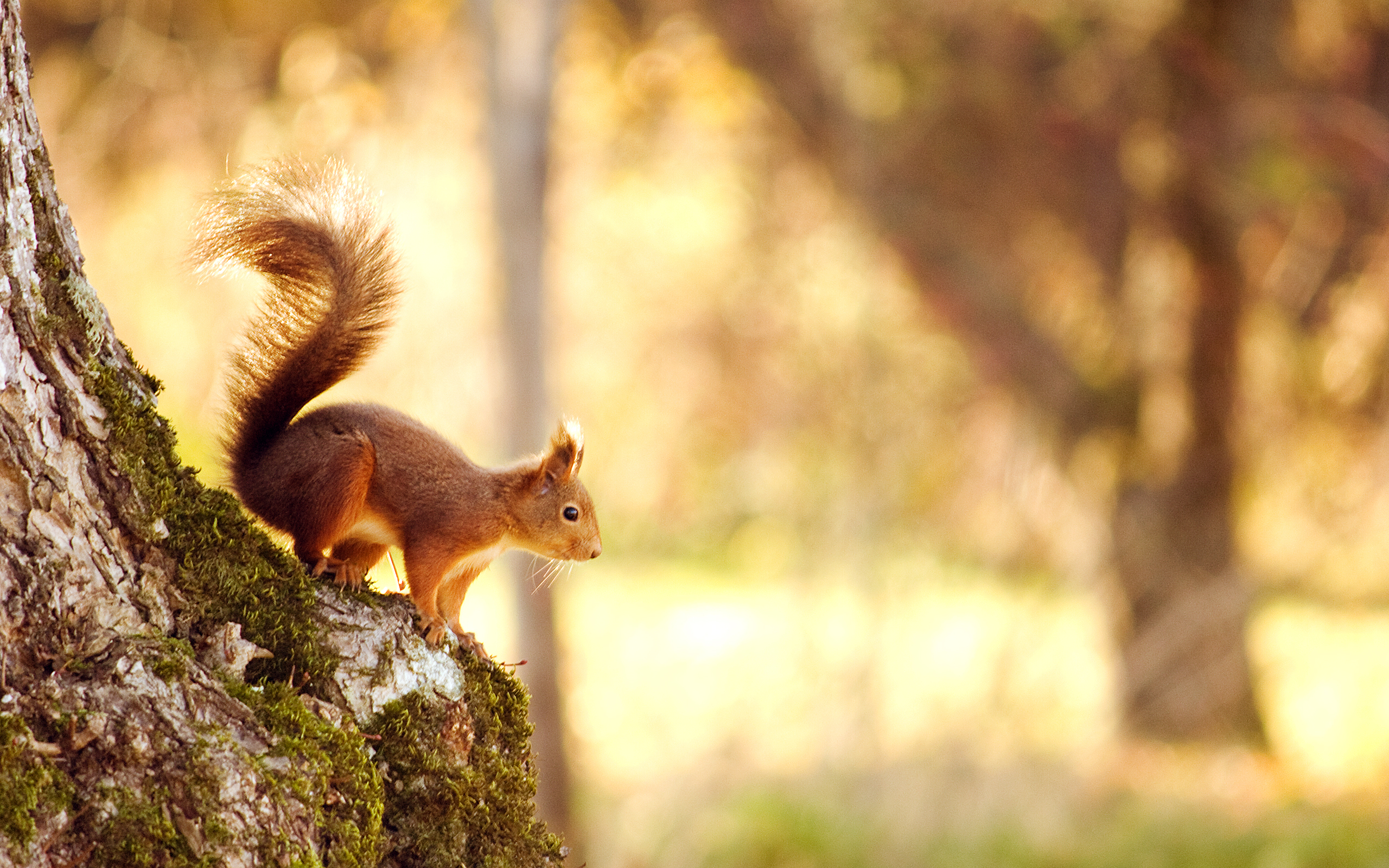 Обои свет, природа, дерево, лес, белка, боке, белочка,     дерево, light, nature, tree, forest, protein, bokeh, squirrel разрешение 2560x1600 Загрузить