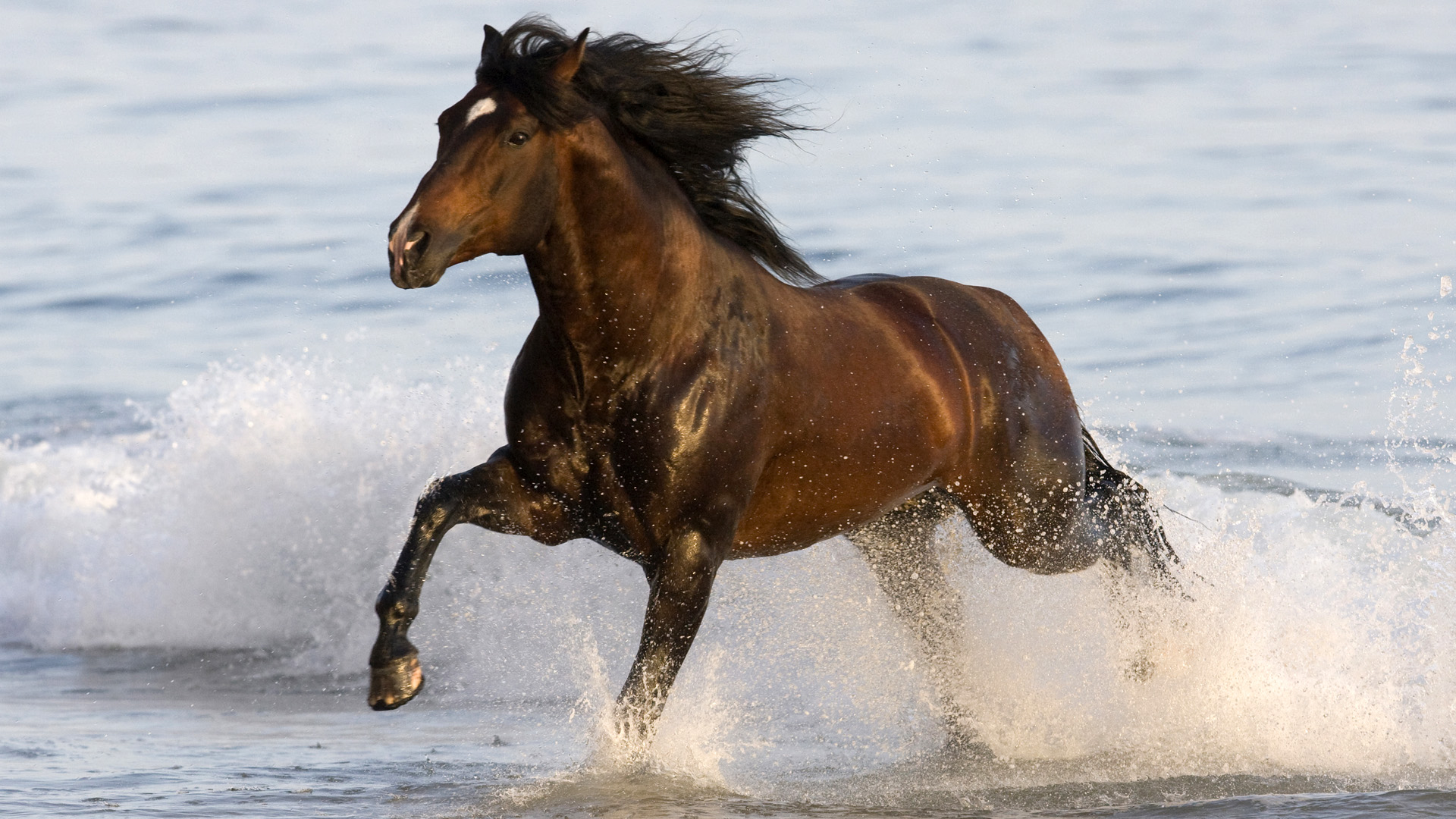 Обои лошадь, вода, брызги, конь, грива, копыта, horse, water, squirt, mane, hooves разрешение 1920x1080 Загрузить