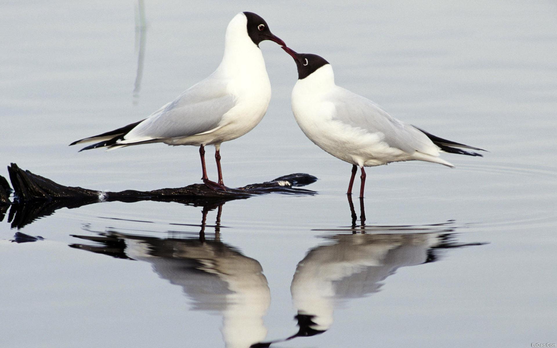 Обои вода, отражение, птицы, клюв, перья, чайки, water, reflection, birds, beak, feathers, seagulls разрешение 1920x1200 Загрузить