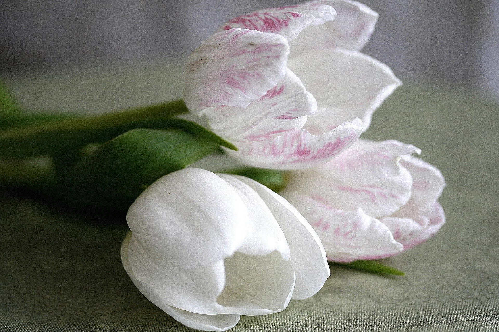 Обои цветы, букет, тюльпаны, белые, flowers, bouquet, tulips, white разрешение 1920x1280 Загрузить