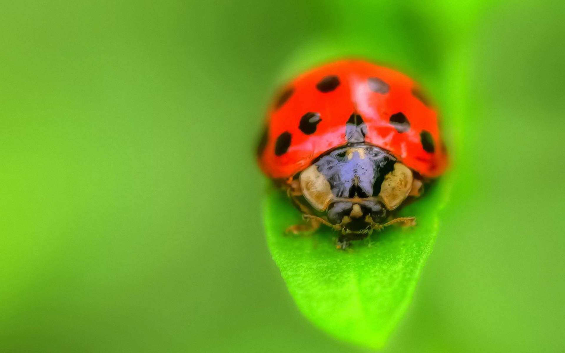 Обои макро, божья коровка, macro, ladybug разрешение 1920x1200 Загрузить