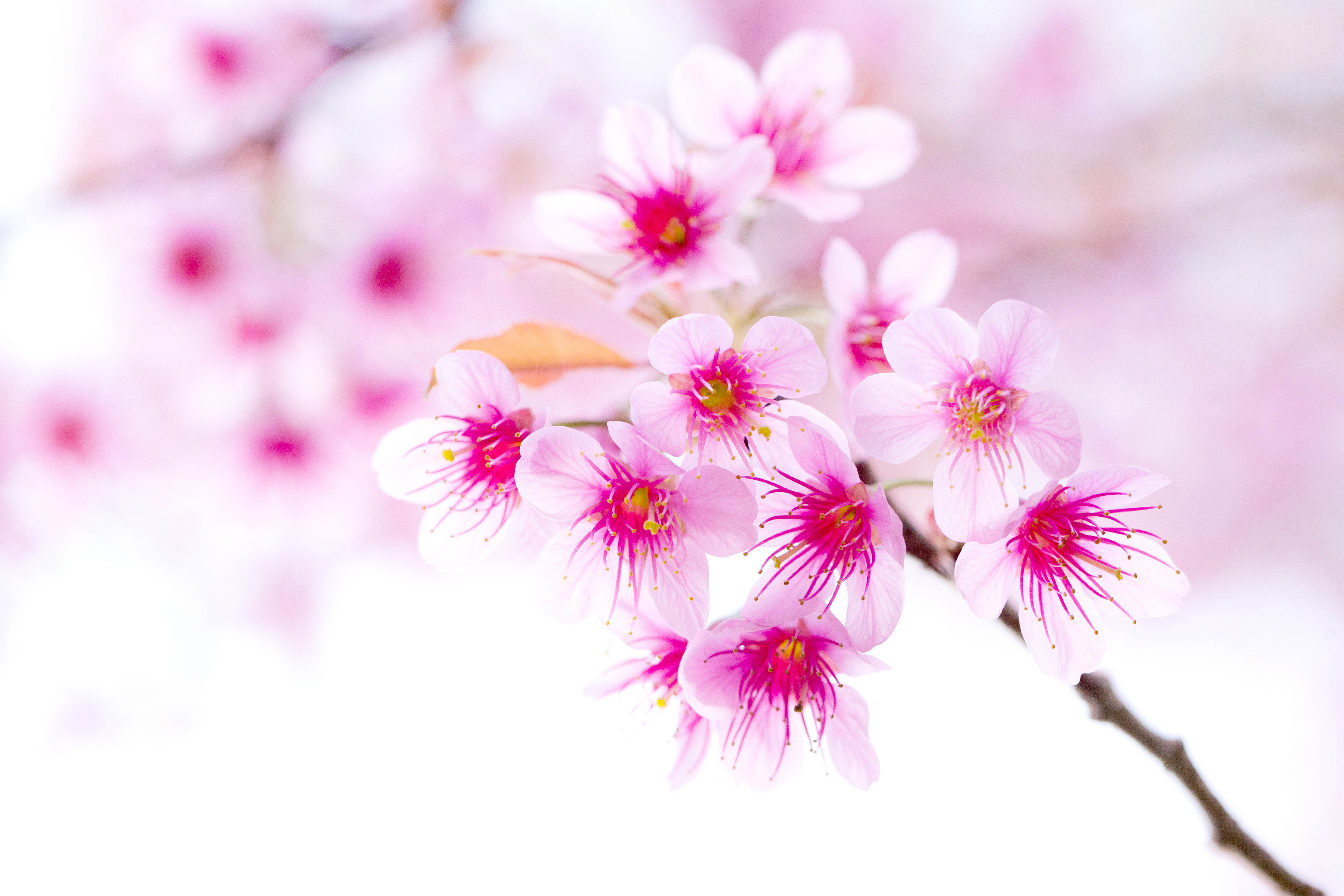 Обои ветка, цветение, весна, вишня, сакура, розовый цветок, branch, flowering, spring, cherry, sakura, pink flower разрешение 8130x5420 Загрузить