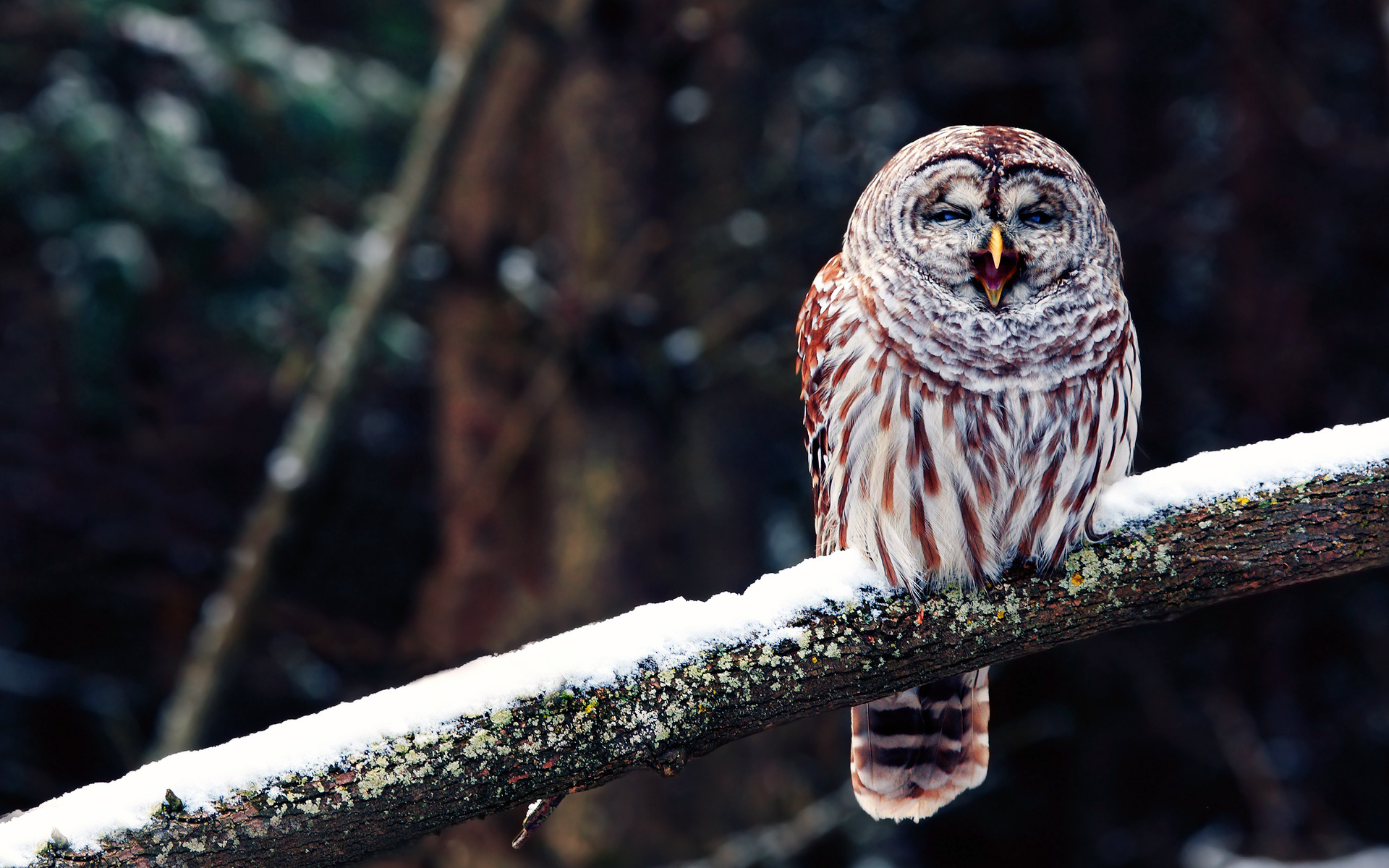 Обои сова, ветка, птица, клюв, зевает, филин, owl, branch, bird, beak, yawns разрешение 1920x1200 Загрузить