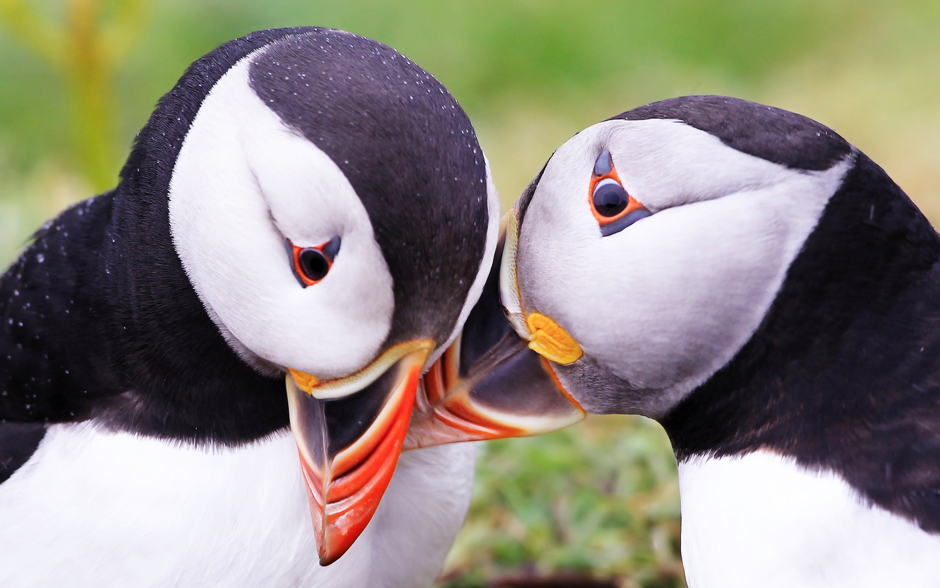 Обои природа, птицы, тупик, атлантический тупик, nature, birds, stalled, atlantic puffin разрешение 1920x1200 Загрузить