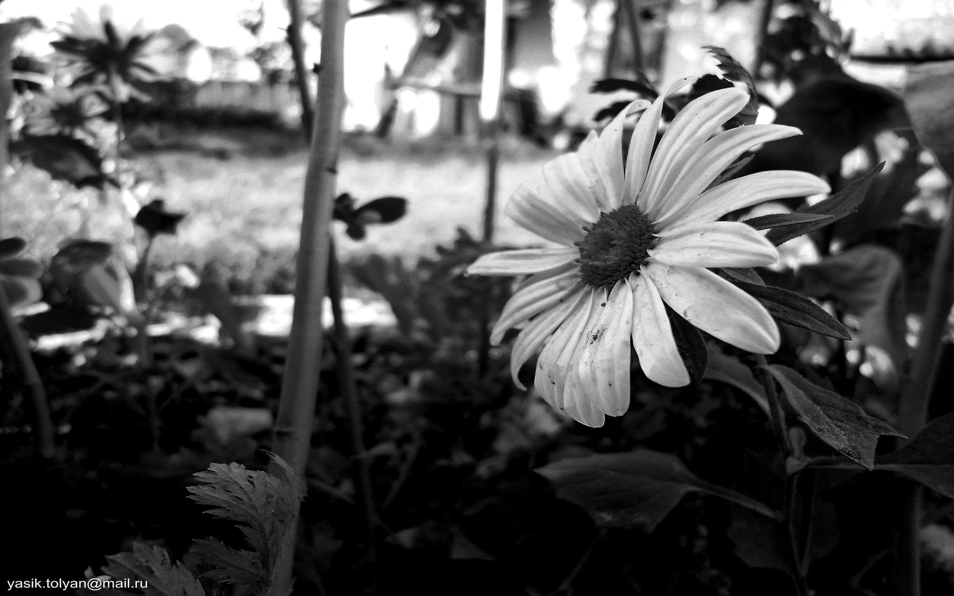 Обои цветок, черно белый, лепестки, flower, black and white, petals разрешение 1920x1200 Загрузить
