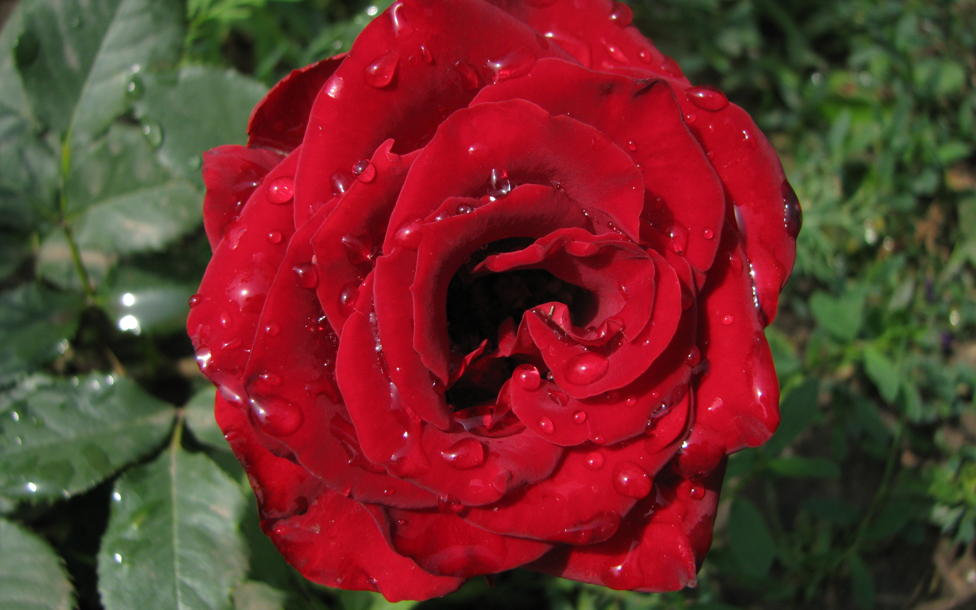 Обои роза, makro, kapli, roza, krasnaya, rose разрешение 3264x2040 Загрузить