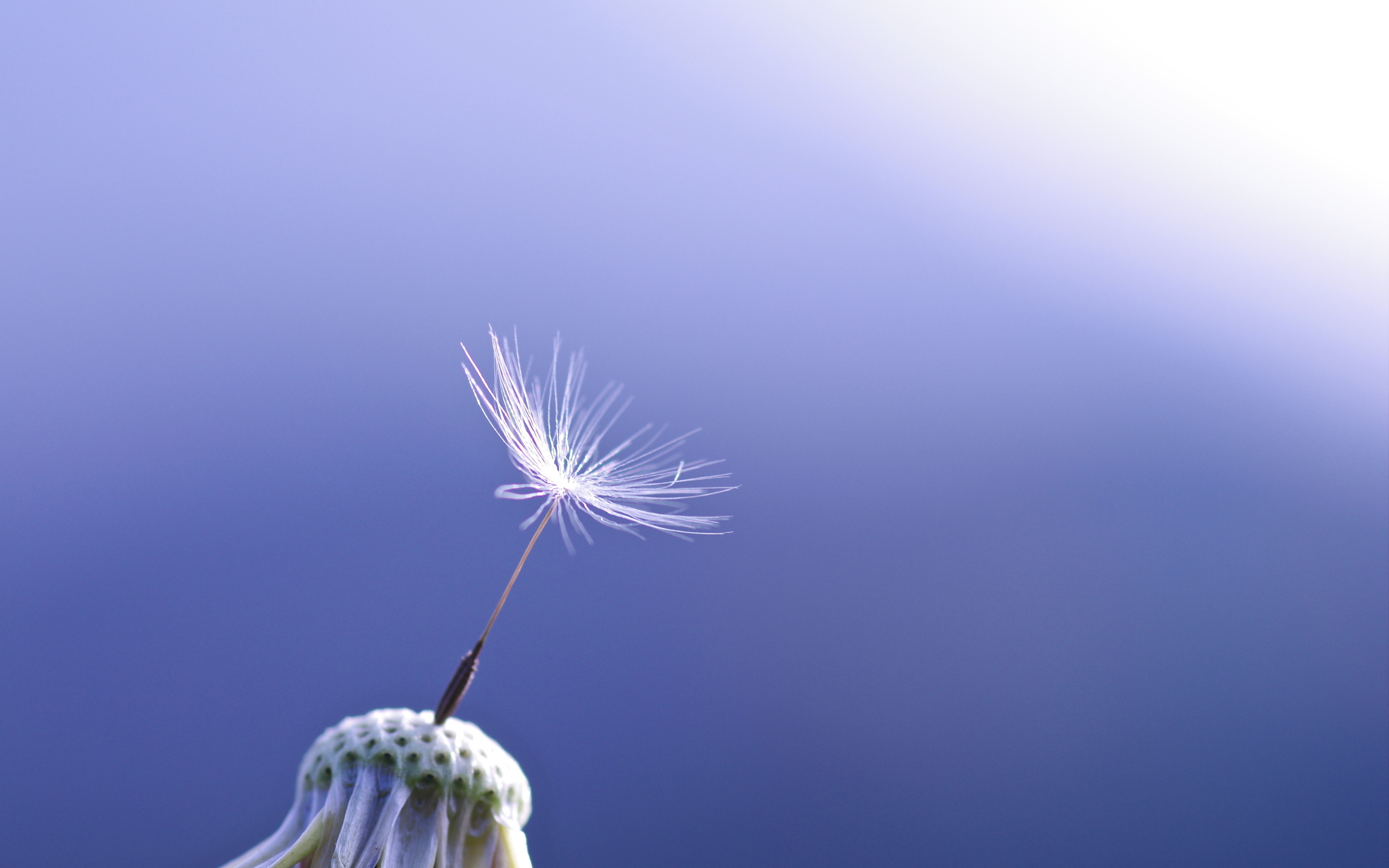 Обои макро, цветок, одуванчик, синий фон, пушинка, macro, flower, dandelion, blue background, fluff разрешение 2560x1600 Загрузить