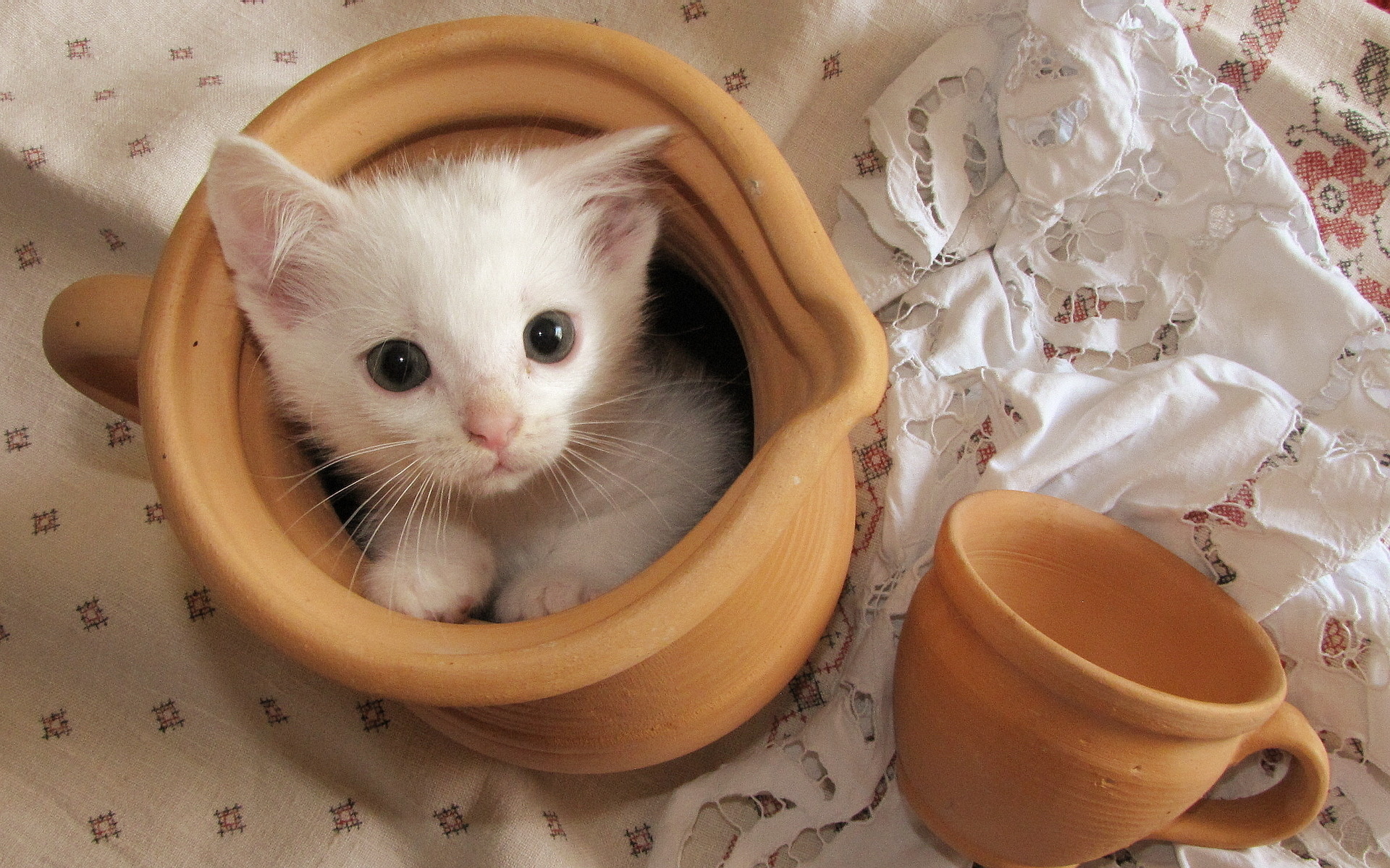 Обои кошка, котенок, белый, чашка, кувшин, скатерть, cat, kitty, white, cup, pitcher, tablecloth разрешение 1920x1200 Загрузить