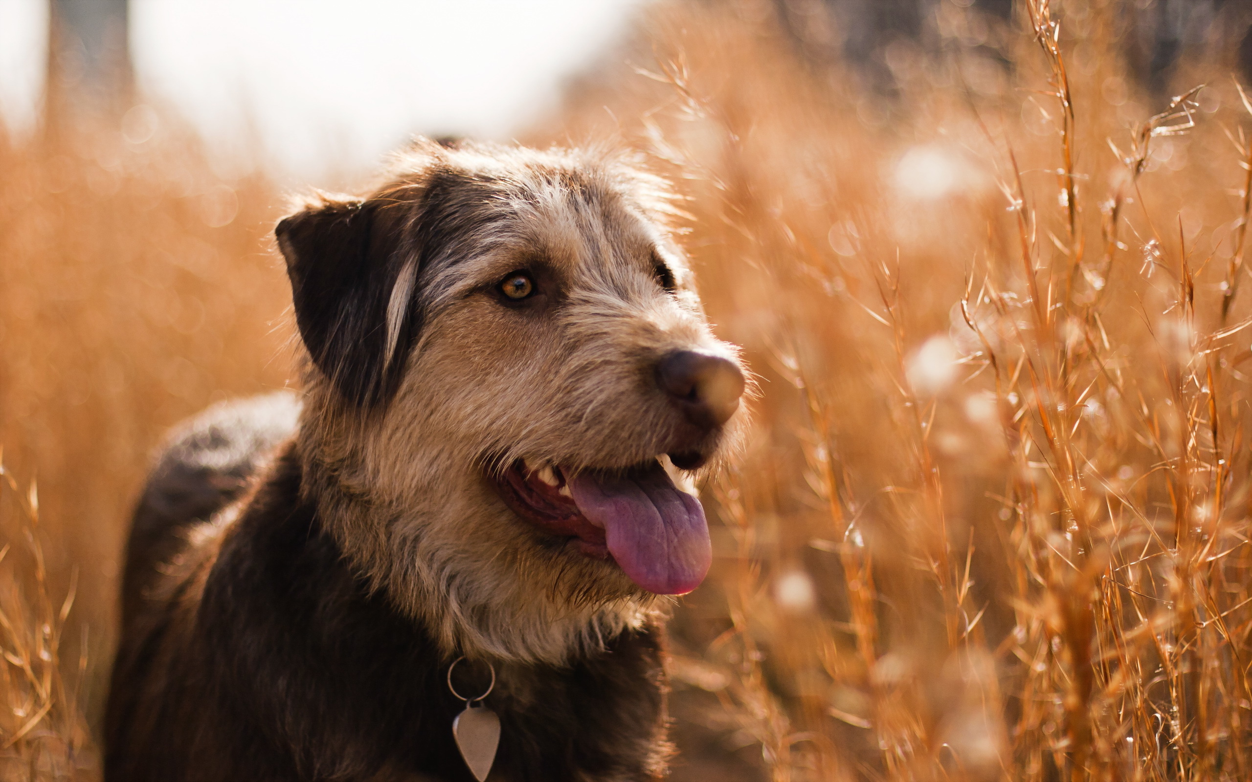 Обои трава, поле, лето, взгляд, собака, ошейник, язык, grass, field, summer, look, dog, collar, language разрешение 2560x1600 Загрузить