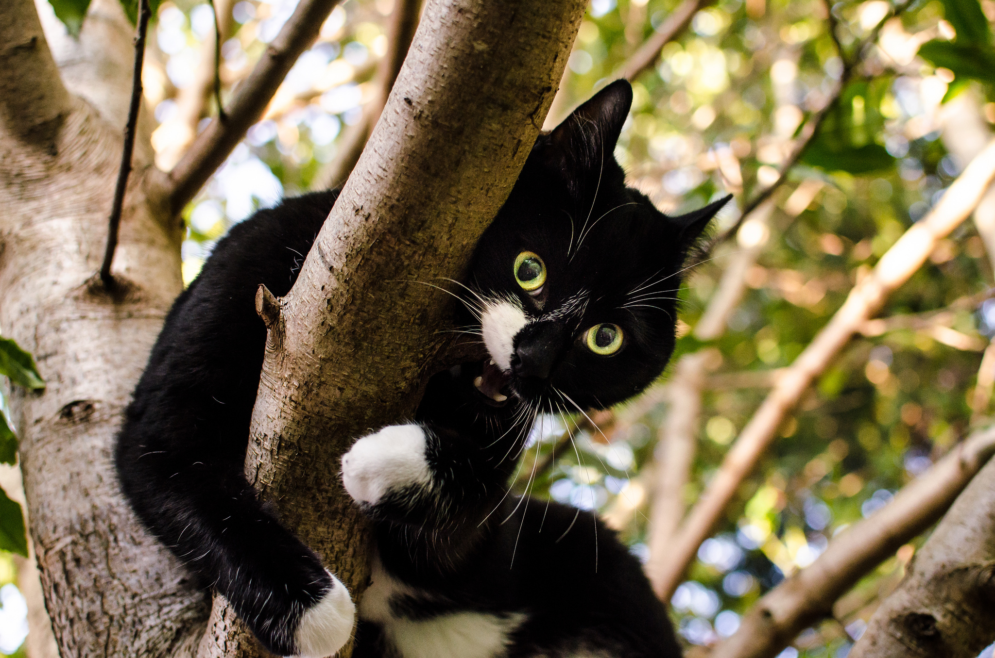 Обои дерево, кот, кошка, взгляд, зубы, чёрно-белый, tree, cat, look, teeth, black and white разрешение 2048x1356 Загрузить